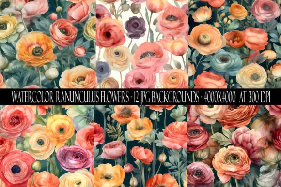 Download Watercolor Ranunculus Flower Backgrounds - Flower backgrounds Collection